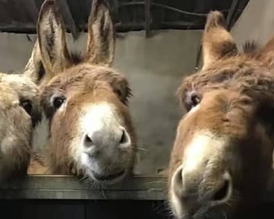 An Coimisíun Pleanála approves Donegal County Council's decision for Donegal Donkey Sanctuary Visitor's Centre