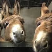 An Coimisíun Pleanála approves Donegal County Council's decision for Donegal Donkey Sanctuary Visitor's Centre