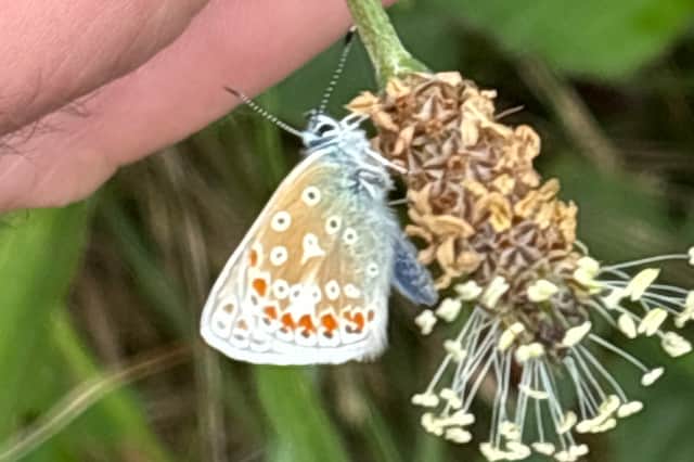 A beautiful and highly unusual butterfly in the Stonepark area