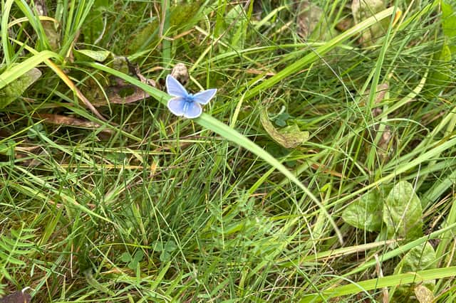 A striking little blue butterfly in the two-mile Stonepark stretch of land. Gilbert believes butterflies such as this one are rare.