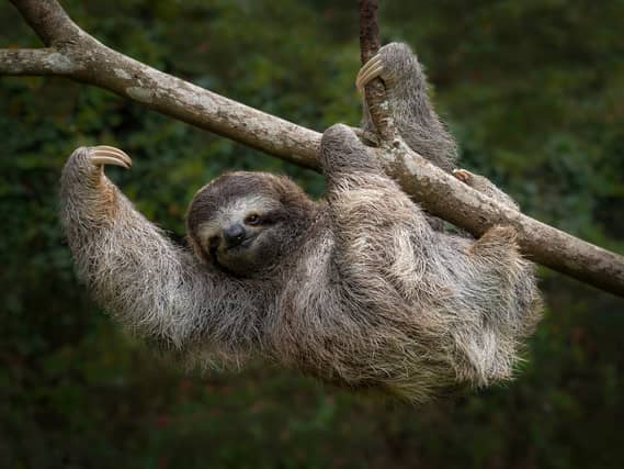 three-toed sloth in Costa Rica