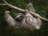three-toed sloth in Costa Rica