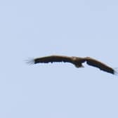 Eagle flying