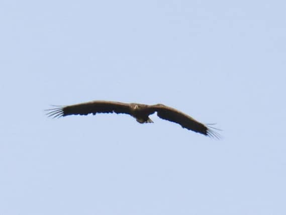 Eagle flying