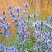 Eryngium (sea holly) in front of ornamental grasses (Alamy/PA)