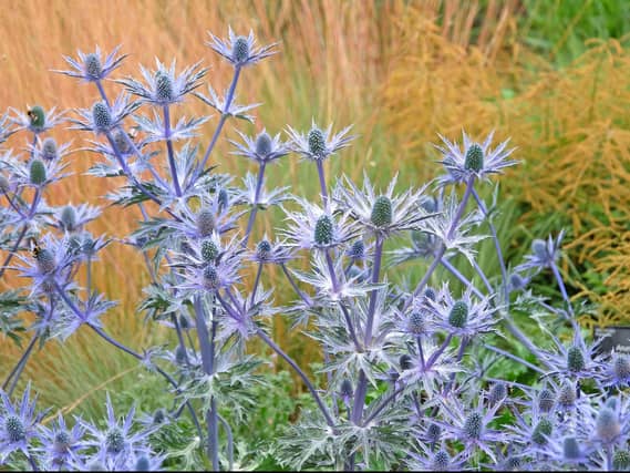 Eryngium (sea holly) in front of ornamental grasses (Alamy/PA)