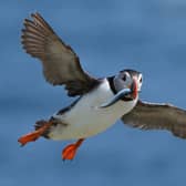 A puffin flying