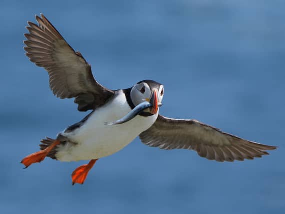 A puffin flying