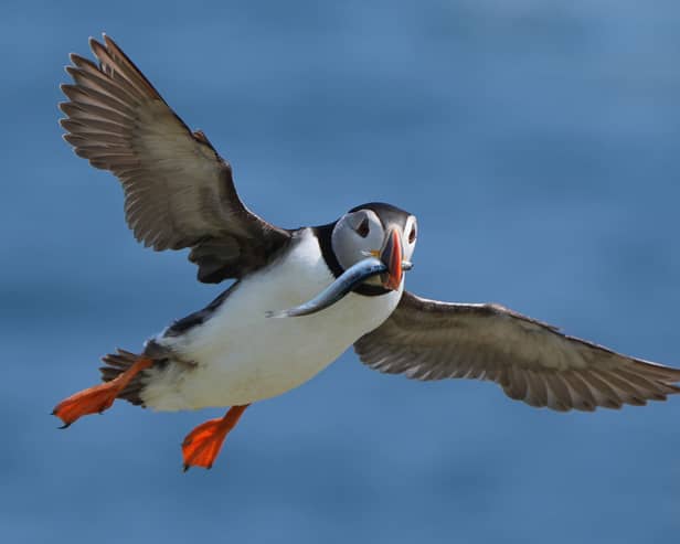 A puffin flying