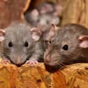 A local pest expert says Donegal and the North-West could face a surge in rats and mice over the coming months.