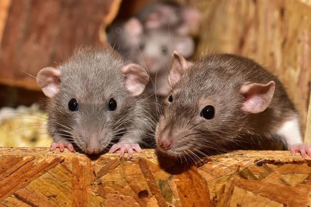 A local pest expert says Donegal and the North-West could face a surge in rats and mice over the coming months.