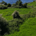 The land for sale beside Dunguaire Castle, Kinvara