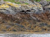 Eagle flying above water