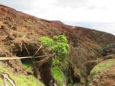 Tree perched on outcrop