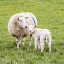 'Continuous problem' of sheep wandering off in this Kildare region raised