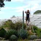A woman on a ladder measuring a plant