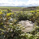 A close-up of new shoots at the Sycamore Gap stump three years after it was felled illegally