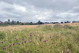 A wildflower meadow with houses in the distance