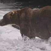 A brown bear in a river
