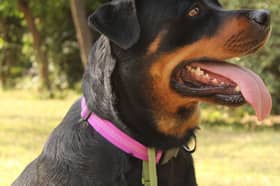 No dog fouling fines were issued by Tipperary County Council in 2025