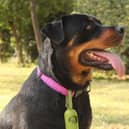Vision Ireland found that 99% of respondents were impacted by temporary obstacles such as dog waste