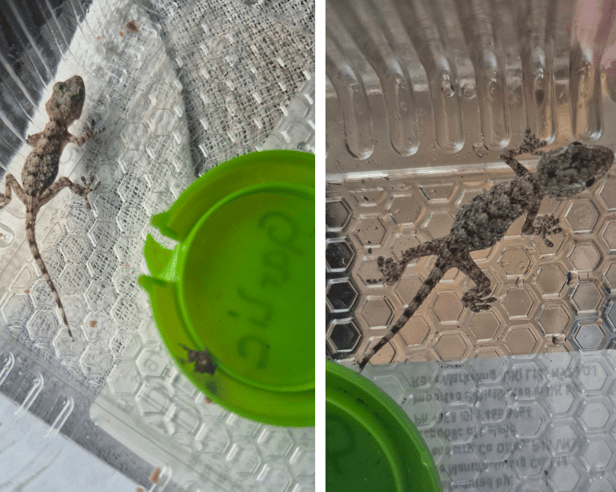 The Moorish Gecko lizard that was rescued