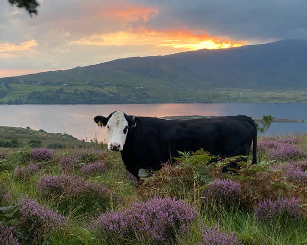‘Field of Dreams’ taken by Fiona Murphy, Newport, Co. Mayo