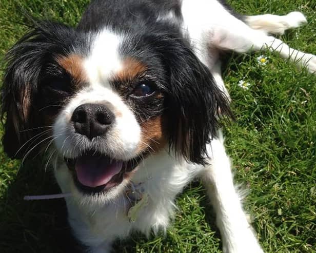 A King Charles spaniel lying on grass