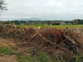 A mulched hedge on the Coolmore farm at Parkville, Clonmel