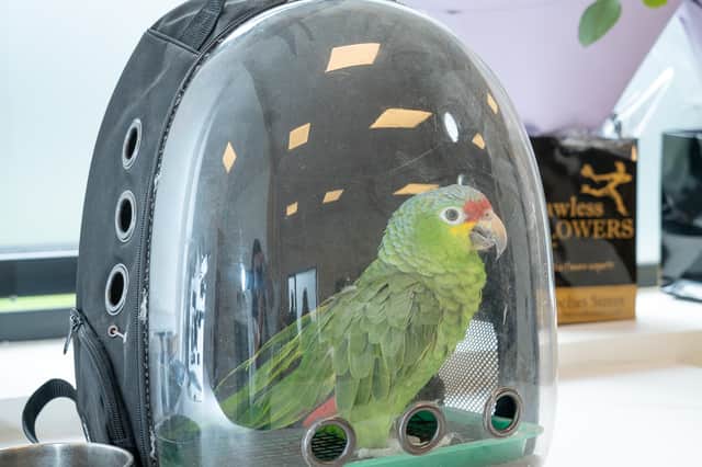 A parrot visiting Limerick Veterinary Hospital on their open day