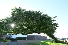 The Bendy Tree wych elm in Newcastle, Northern Ireland, has won UK Tree of the Year 2026