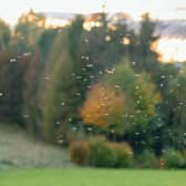 A cloud of midges, with trees in the background