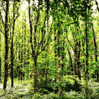 High Court injunction remains in place as Thursday talks proposed over Merlin Woods