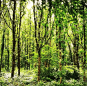 Galway City Council's image of Merlin Woods in 10 years time after replanting