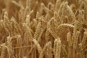 Wheat crop