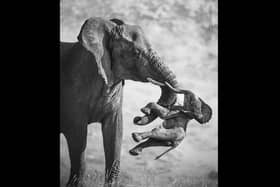 Black and white image of an elephant holding a dead calf between its trunk and tusk