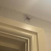 Sightings of giant house spiders are common at this time of year - but don't worry, they're not as scary as they look!