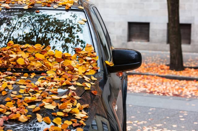 CompareNI.com is urging motorists to clear fallen leaves from their windscreens and windows before driving.