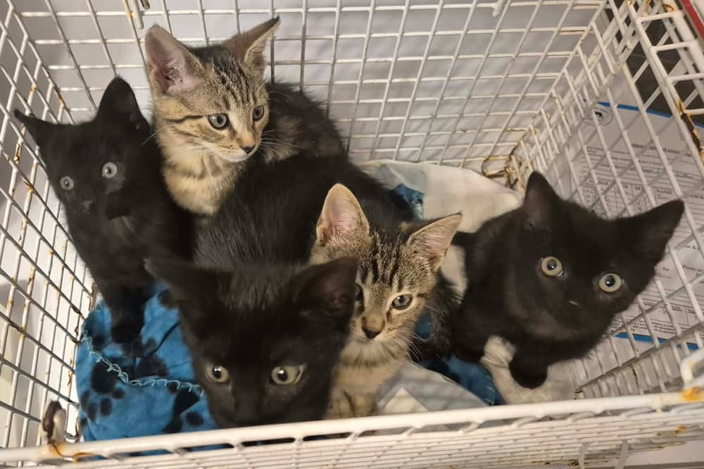 The five kittens are looking for a home 