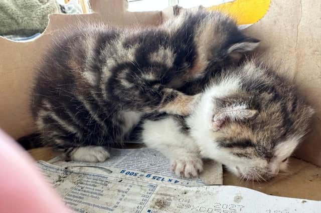 Kittens found on a riverbank in Gortahork