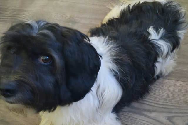 Finn is seeking a home