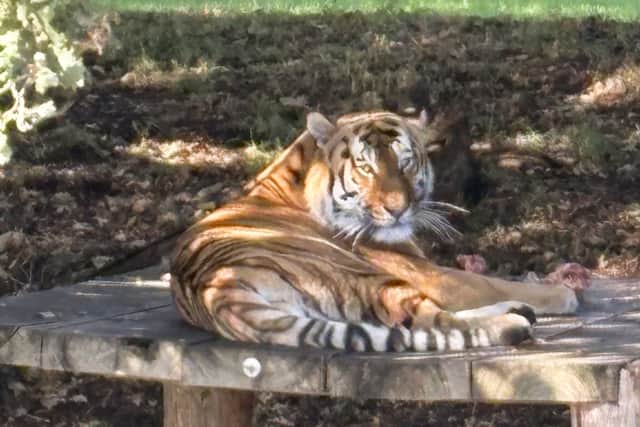 Siberian tiger Altai lying on top of a wooden platform (PA)