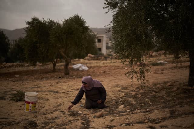A Palestinian woman collects olives from the ground following an attack by Israeli settlers in the West Bank village of Abu Falah on Friday (Leo Correa/AP)