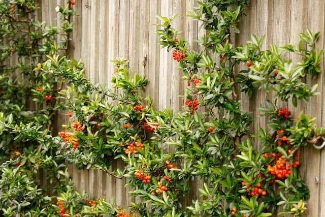 Prickly plants such as pyracantha can deter thieves (Alamy/PA)