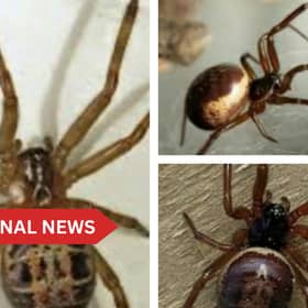 The venom of the false widow is more potent than that of native spiders