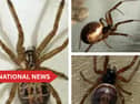 The venom of the false widow is more potent than that of native spiders