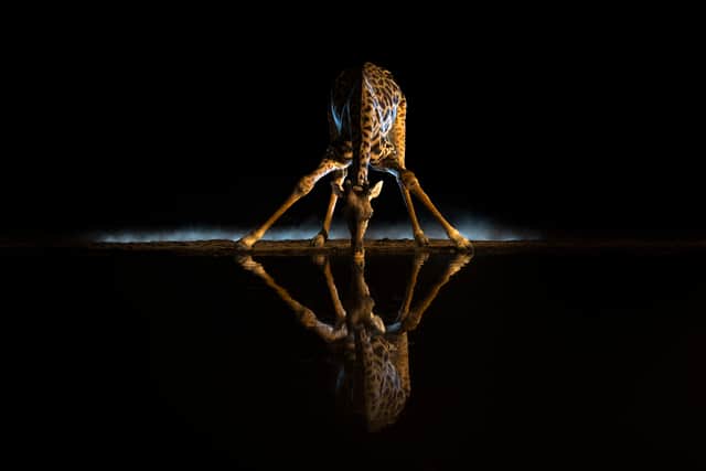 A giraffe drinking at night (Ann & Steve Toon/Remembering Giraffes)