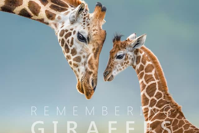 Gurcharan Roopra’s cover image for Rembering Giraffes taken at Lake Nakuru National Park, Kenya (Gurcharan Roopra/Remembering Giraffes)