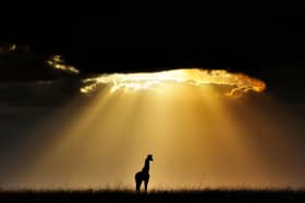 Silhouette of a giraffe standing under sunlight breaking through the clouds