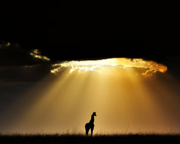 Silhouette of a giraffe standing under sunlight breaking through the clouds